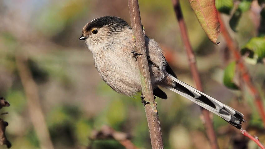 Codibugnolo (Aegithalos caudatus)